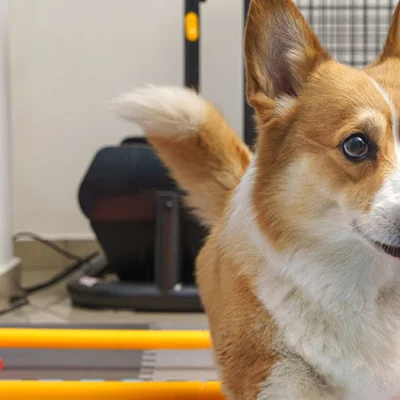 Cute corgi exercising indoors