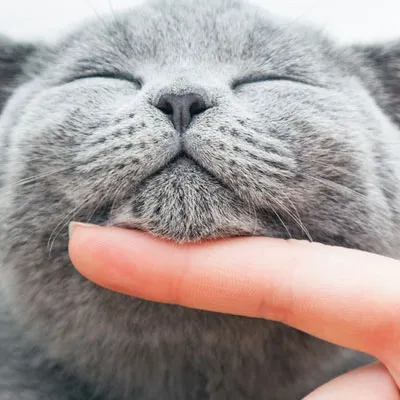Happy cat with closed eyes