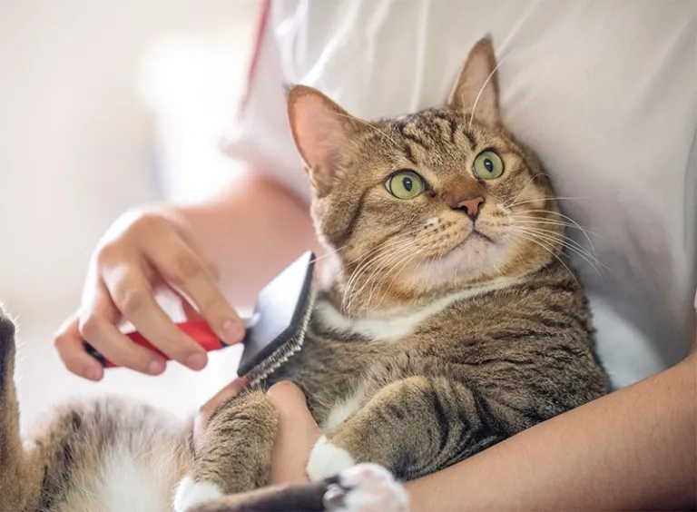 A blue and green abstract geometric pattern with sharp diagonal divisions.