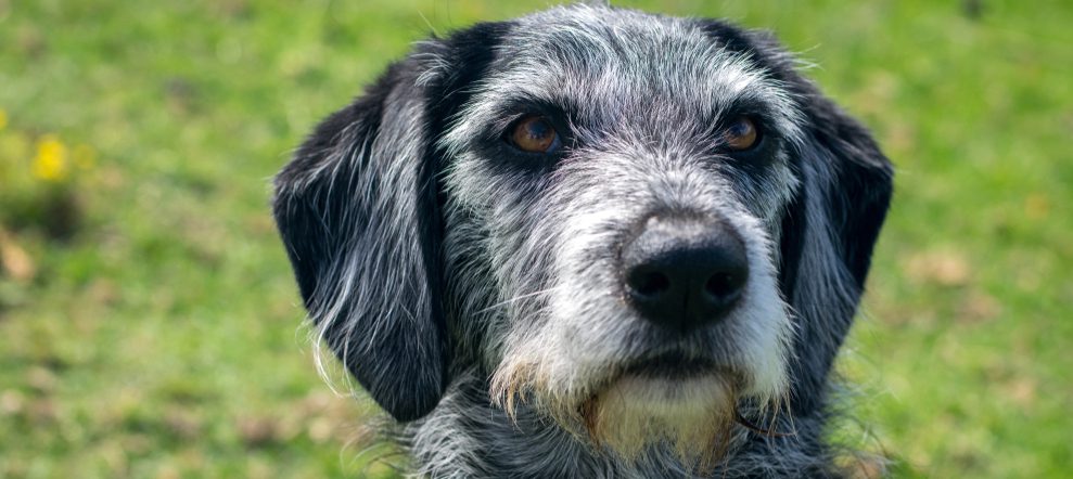 Scruffy dog outdoors on grass
