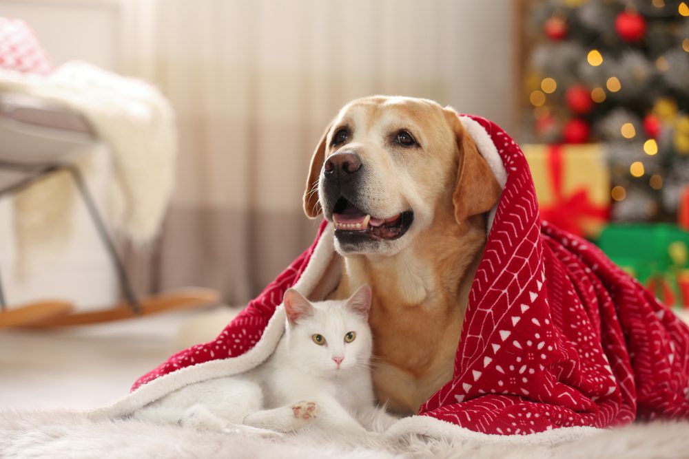 Dog and cat under red blanket