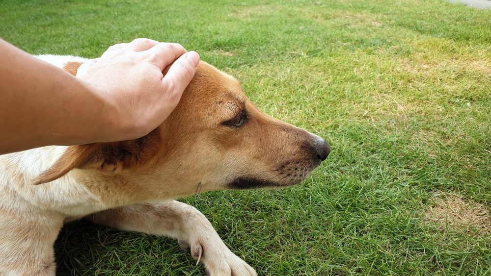 Person stroking a relaxed dog