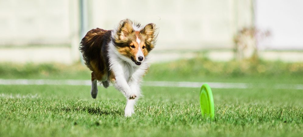 Sheltie running towards frisbee in park