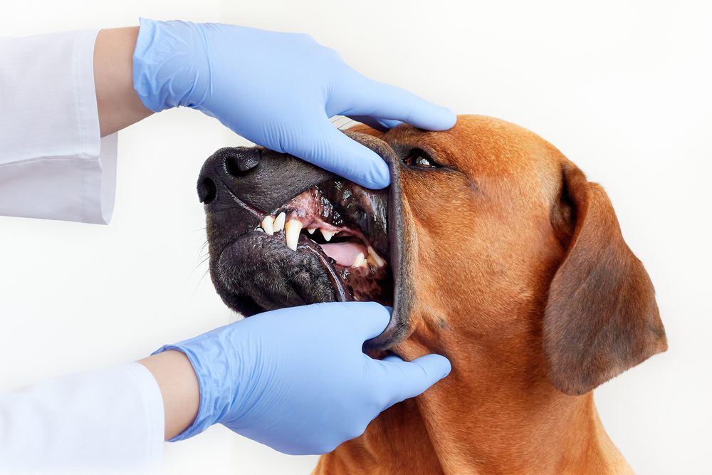 Canine oral health inspection