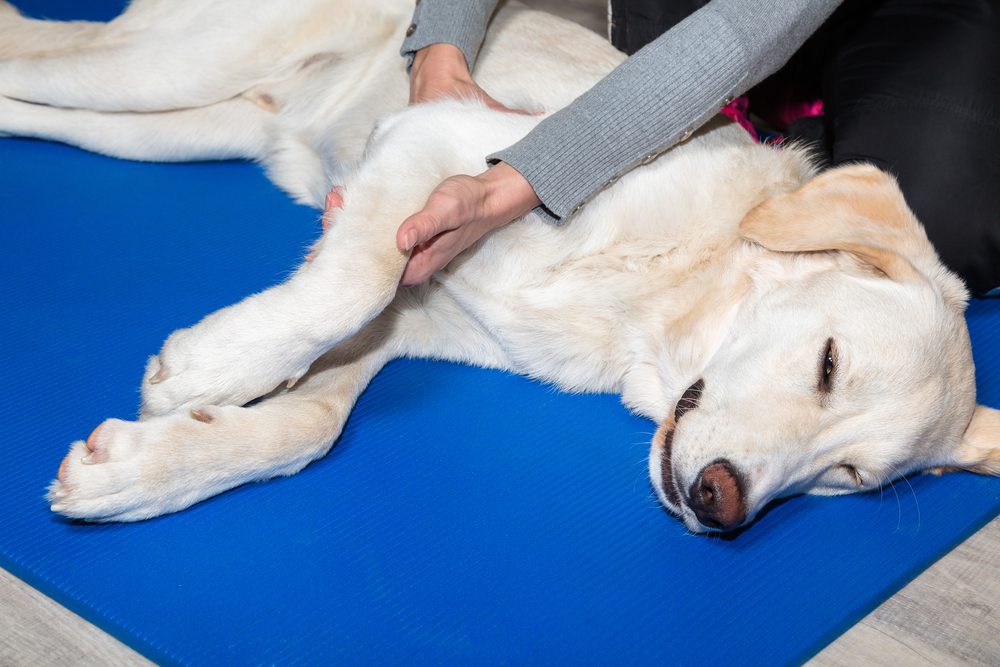 Dog enjoying a soothing massage