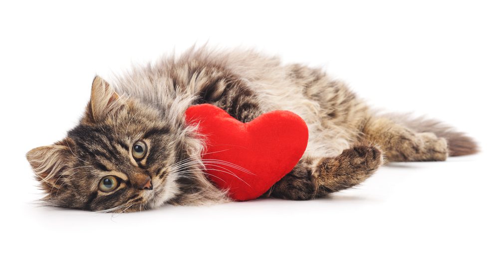 Cute tabby cat with heart-shaped cushion