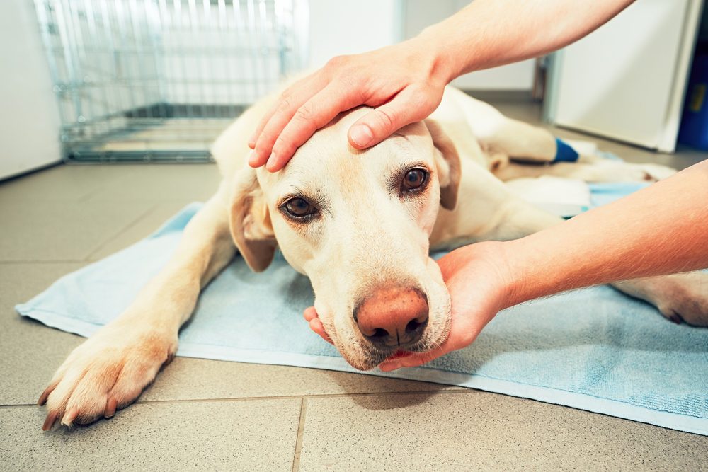 Comforting a sick dog on a towel