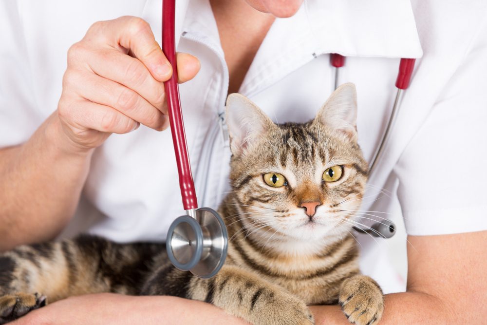 Veterinarian examining a calm cat