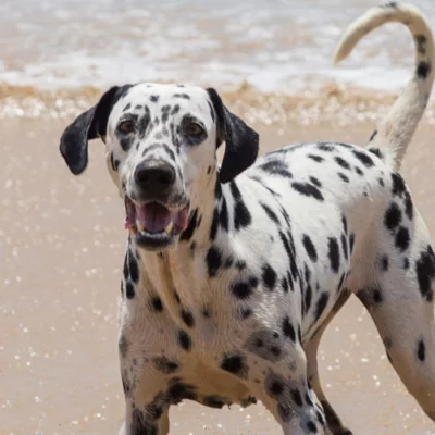 Dalmatian playing on the beach