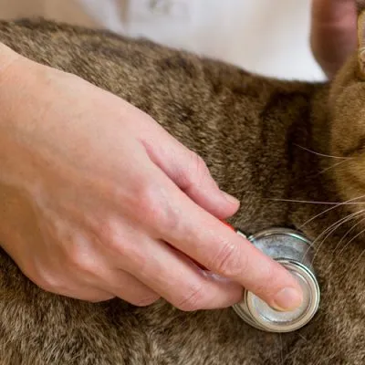 Checking cat's heartbeat with stethoscope
