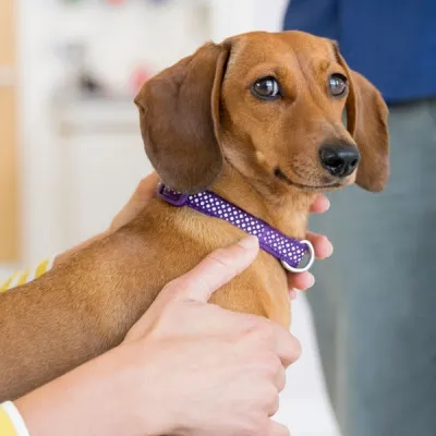 Brown dachshund with purple collar