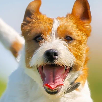 Happy dog with open mouth outdoors