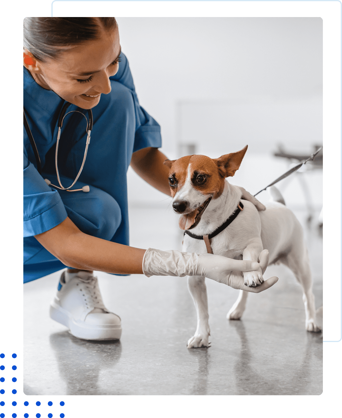 Veterinarian examining a small dog in a clinic.