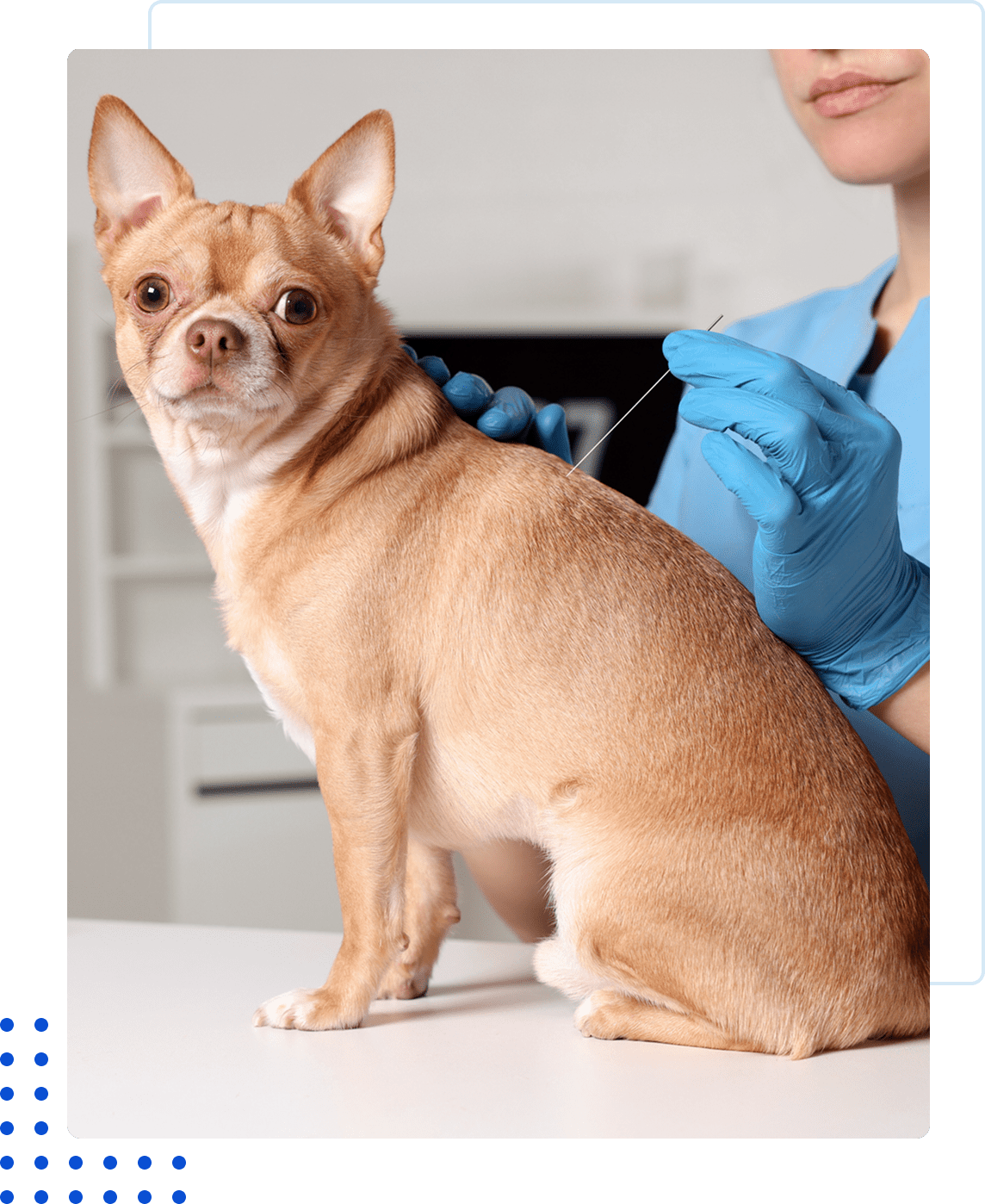 Small dog sitting on a vet table while being examined.