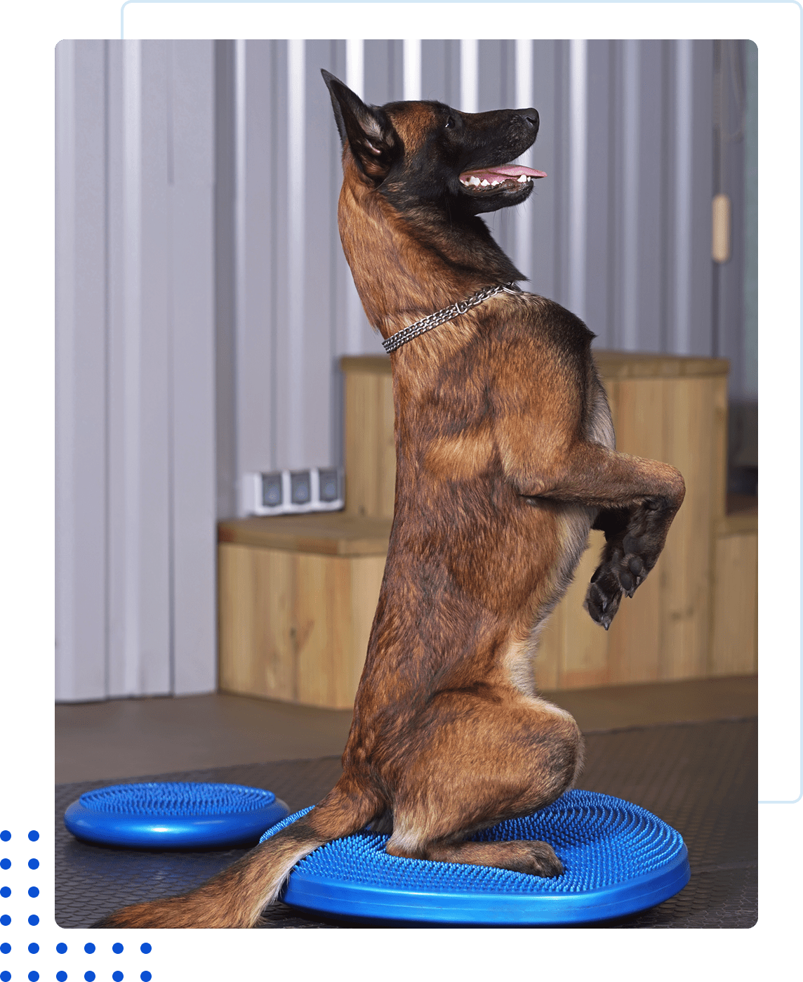 A dog balancing on its hind legs on a blue platform.