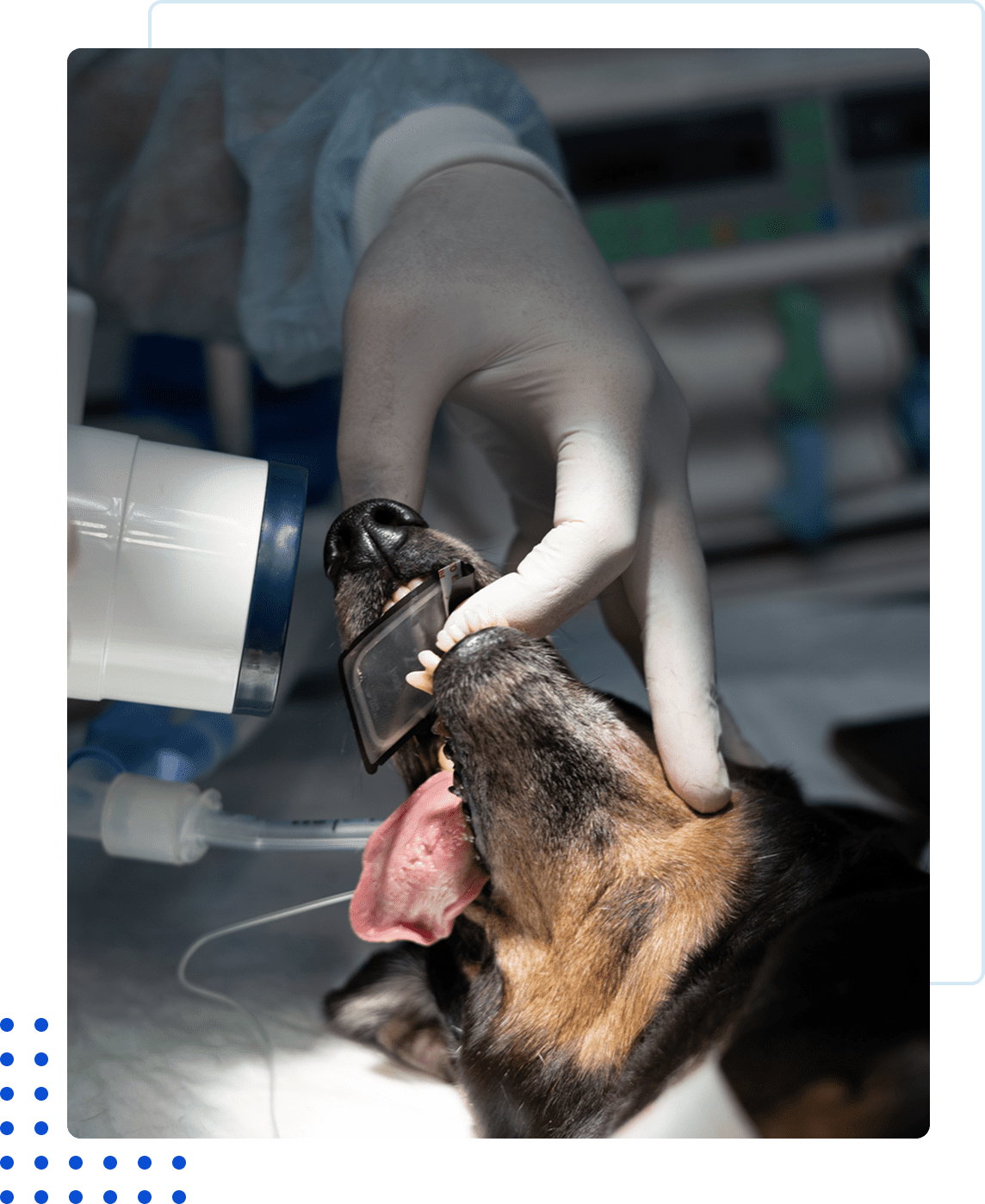 Veterinarian examining a dog's mouth during a checkup.