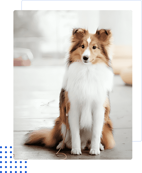 A Shetland Sheepdog sitting attentively indoors on a white floor.