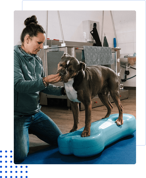 A woman training a dog balancing on a blue exercise platform.