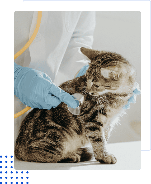 A veterinarian examining a kitten with a stethoscope.