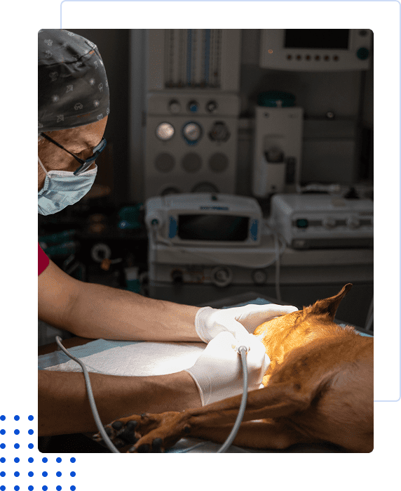 Veterinarian performs ultrasound on a dog's abdomen in a clinic.