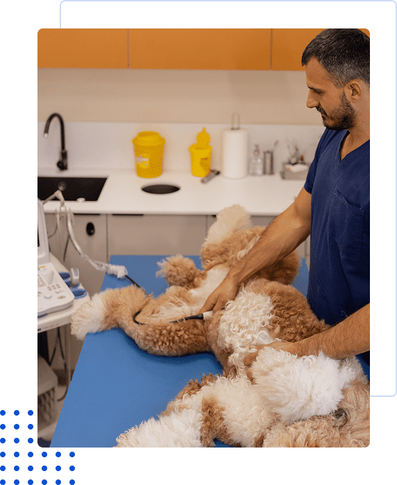 Veterinarian examining a dog on a blue table in a clinic.