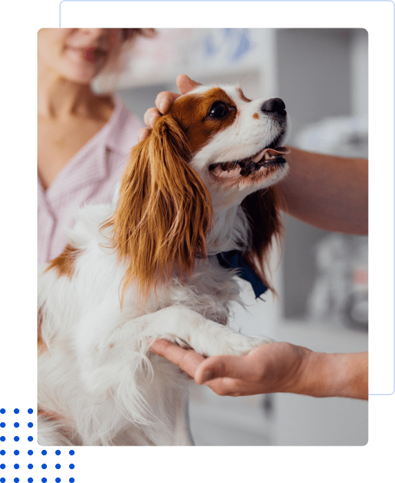A smiling dog shaking hands with a person indoors.