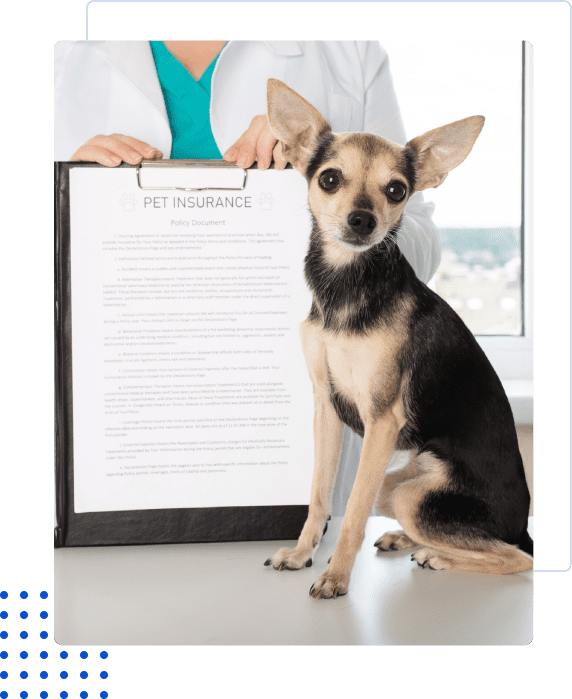 A dog sitting next to a pet insurance document held by a person.
