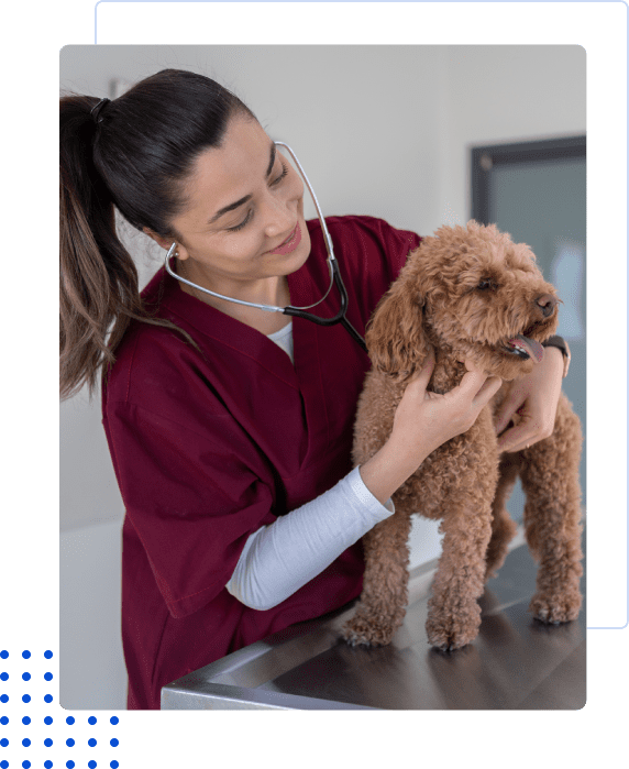 Veterinarian examining a small brown dog with a stethoscope.