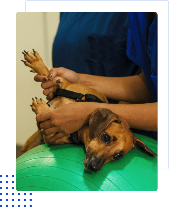A relaxed dog lying on a green exercise ball with human hands holding its legs.