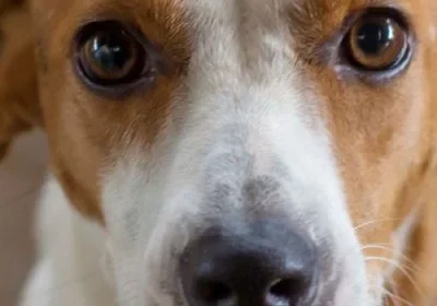 Brown and white dog staring