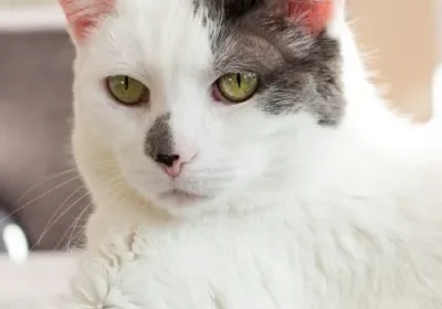 White cat with green eyes