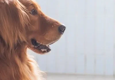 Dog looking outside through window