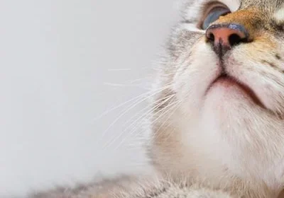 Curious cat looking up at something