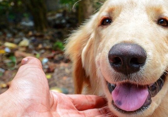 Golden retriever receiving affection outdoors