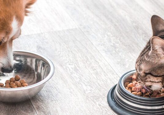 Dog and cat eating together