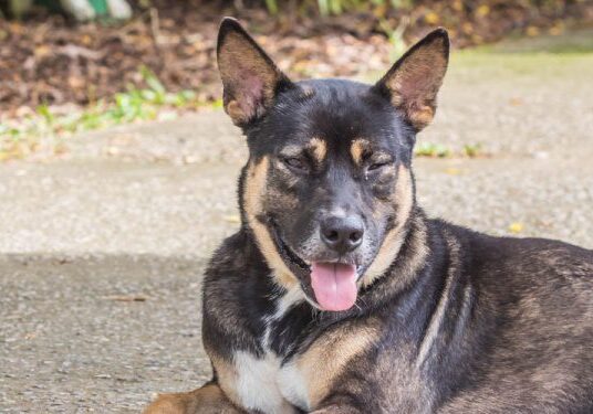 Content dog enjoying sunny day