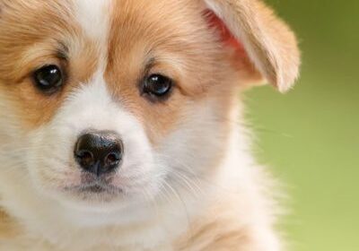 Adorable brown and white puppy