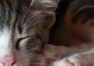 Sleeping kitten with pink nose