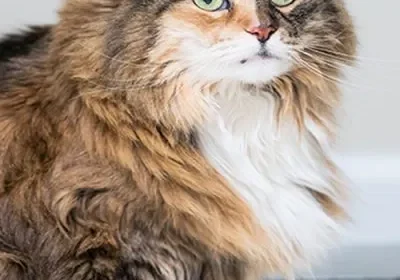 Brown and white fluffy feline