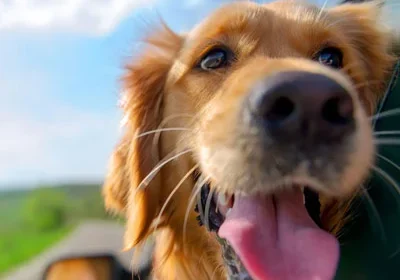Happy dog with head out car window