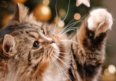 Fluffy cat reaching for decoration