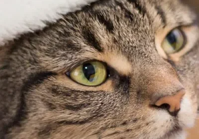 Cat wearing a Santa hat