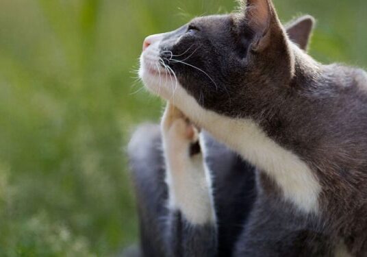 Feline itch relief in grass