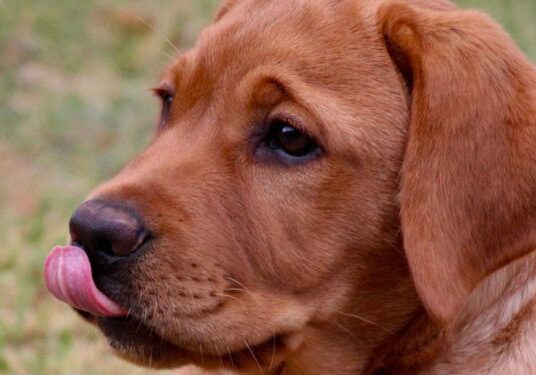 Cute puppy outdoors on grass