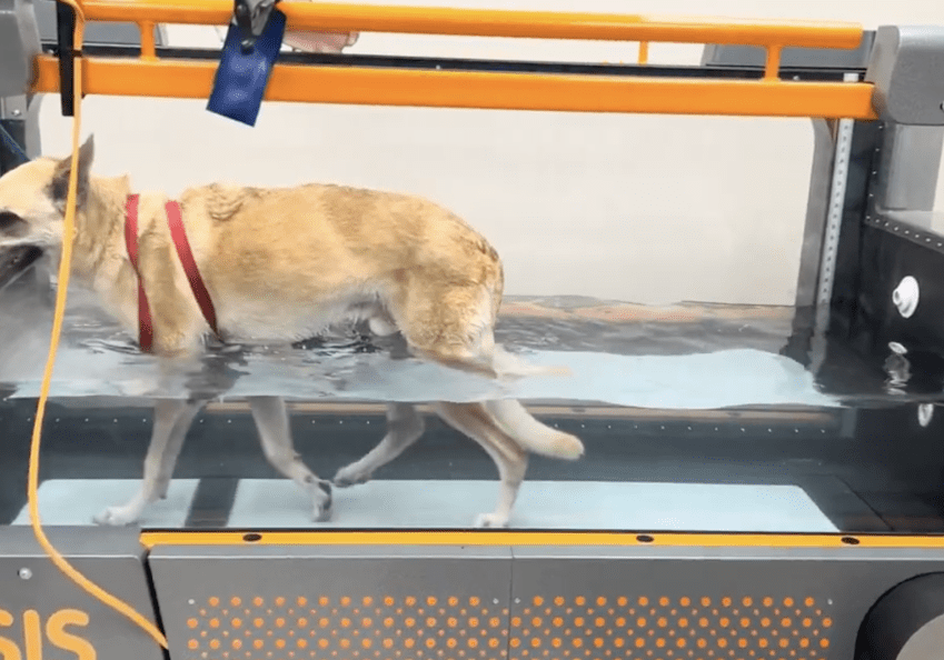 Canine hydrotherapy exercise session