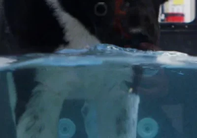 Dog swimming in tank