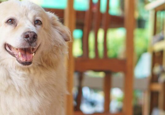 Cheerful dog with fluffy fur indoors