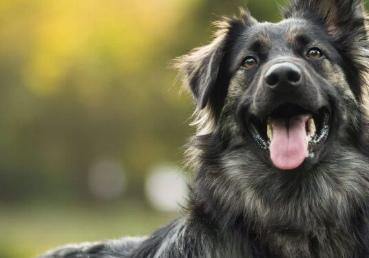 Happy dog in a sunny park