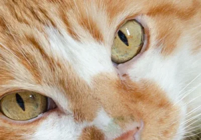 Cat with amber eyes close-up view