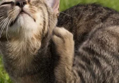 Tabby cat enjoying an itch
